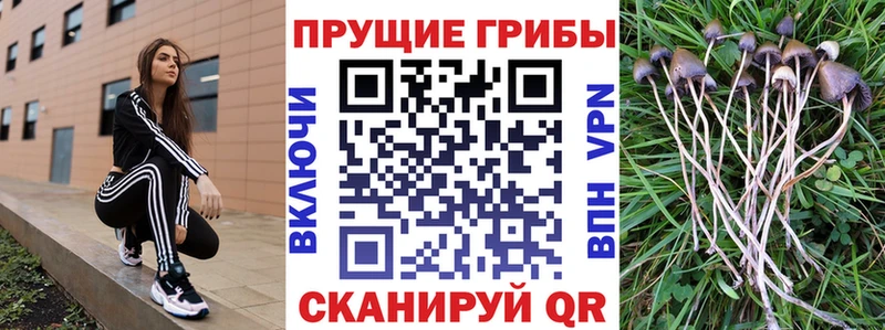 где продают   Кировск  Галлюциногенные грибы прущие грибы 